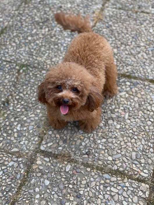 Peluquería Canina 01