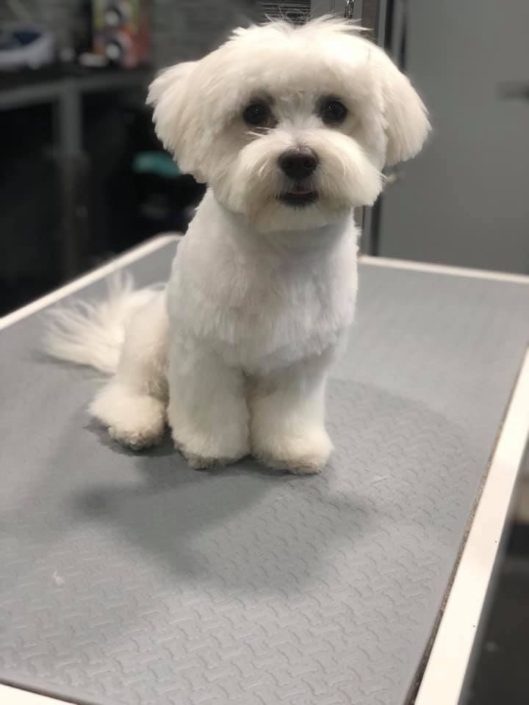 Peluquería Canina 02