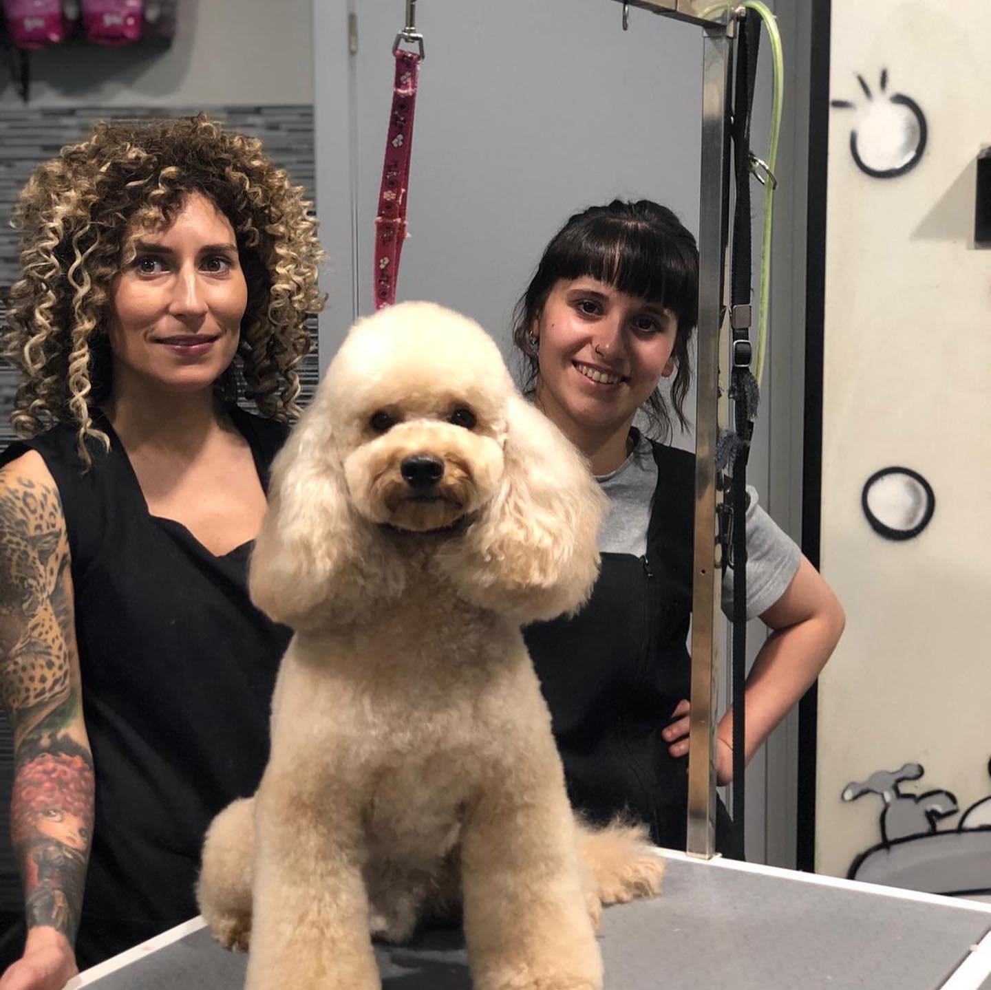 Peluquería Canina 03