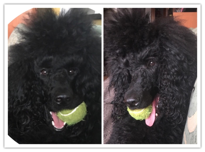 Peluquería Canina 07