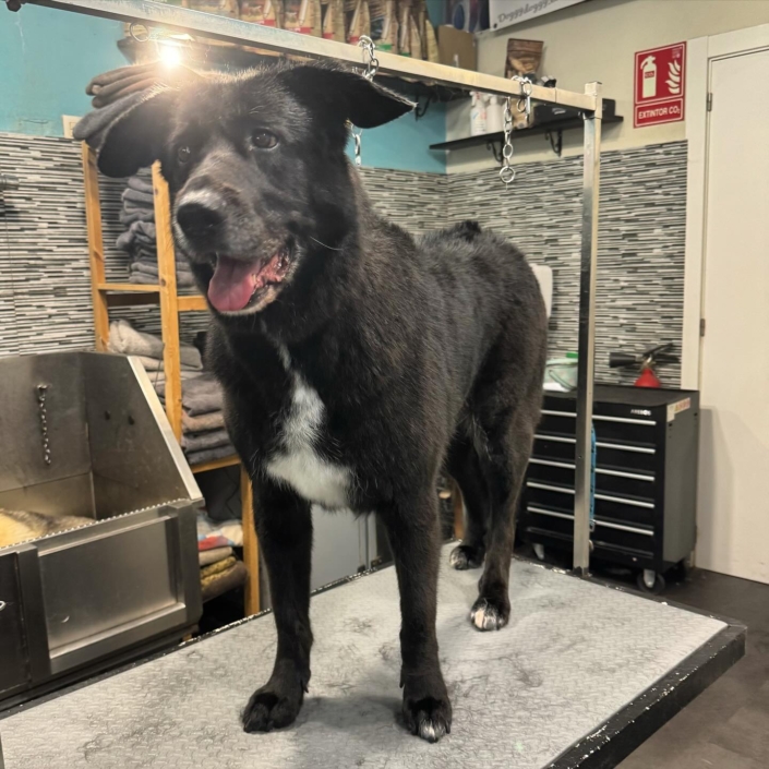 Peluquería Canina 09