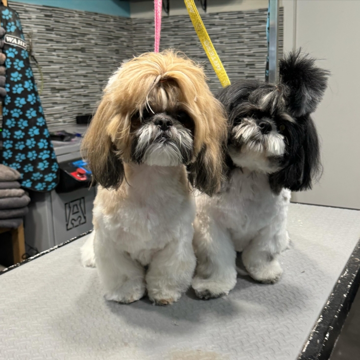 Peluquería Canina 10