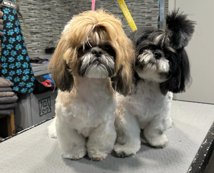 Peluquería Canina 10