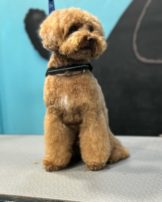 Peluquería Canina 11