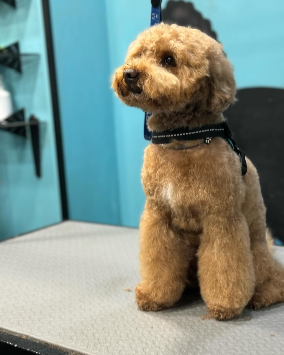 Peluquería Canina 12