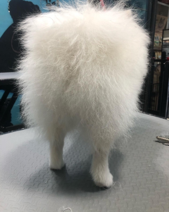 Peluquería Canina 13