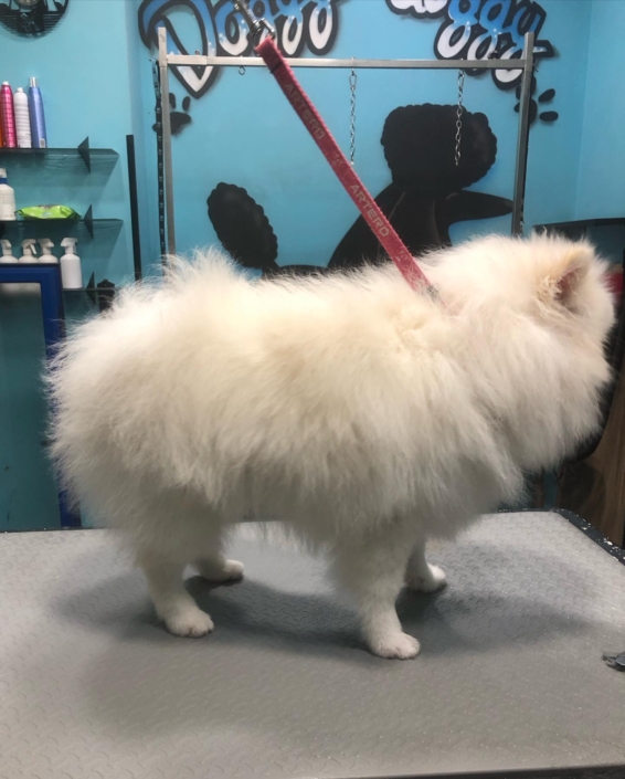 Peluquería Canina 14