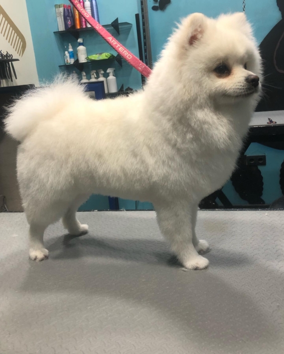 Peluquería Canina 15