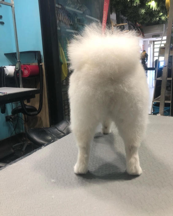 Peluquería Canina 16