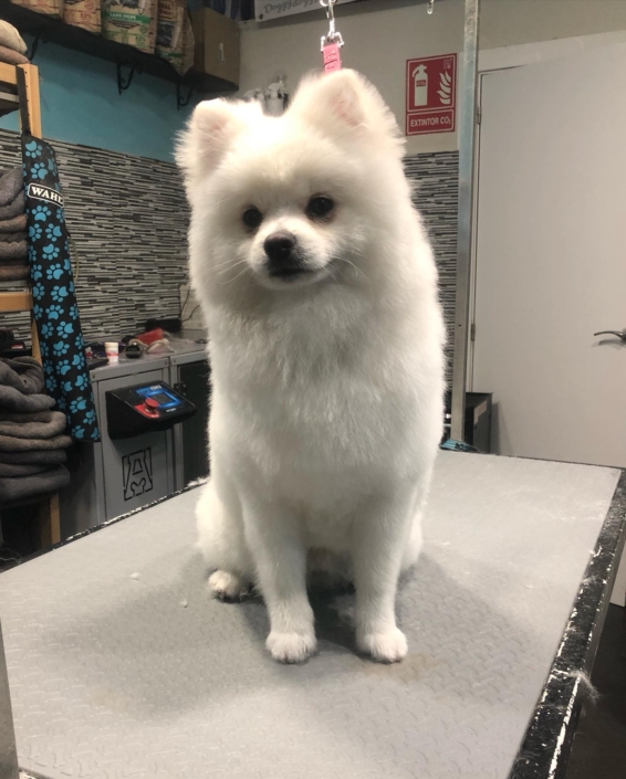 Peluquería Canina 17