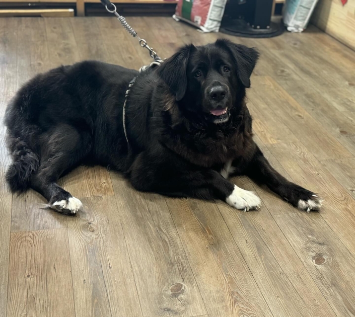 Peluquería Canina 18