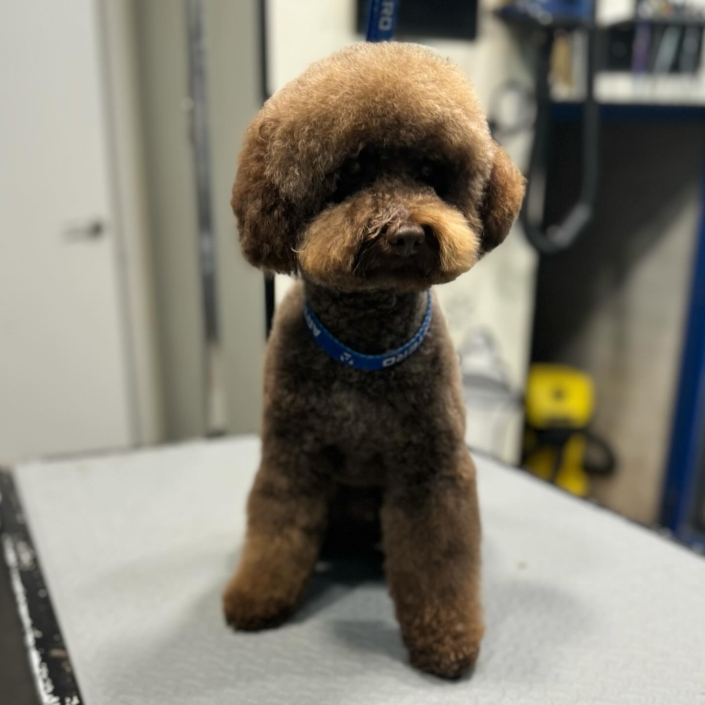 Peluquería Canina 19