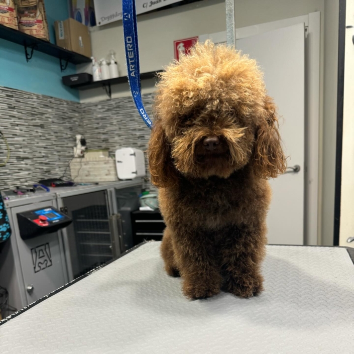 Peluquería Canina 20