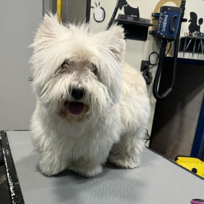 Peluquería Canina 21