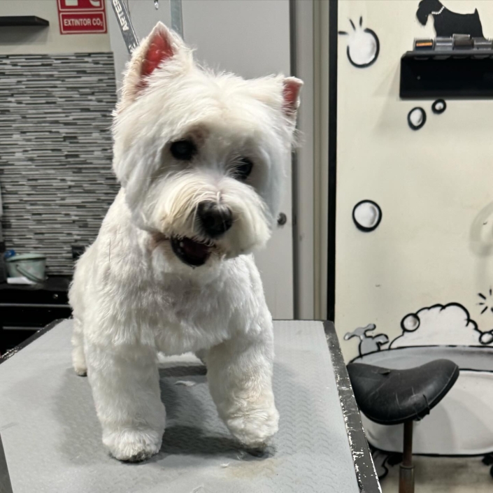 Peluquería Canina 22