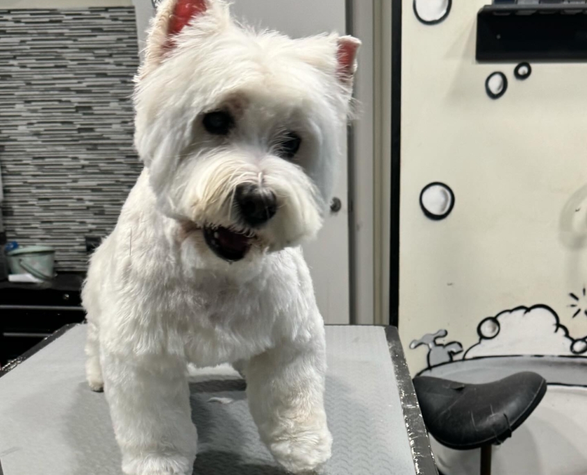 Peluquería Canina 22