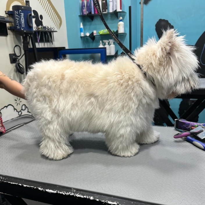 Peluquería Canina 23