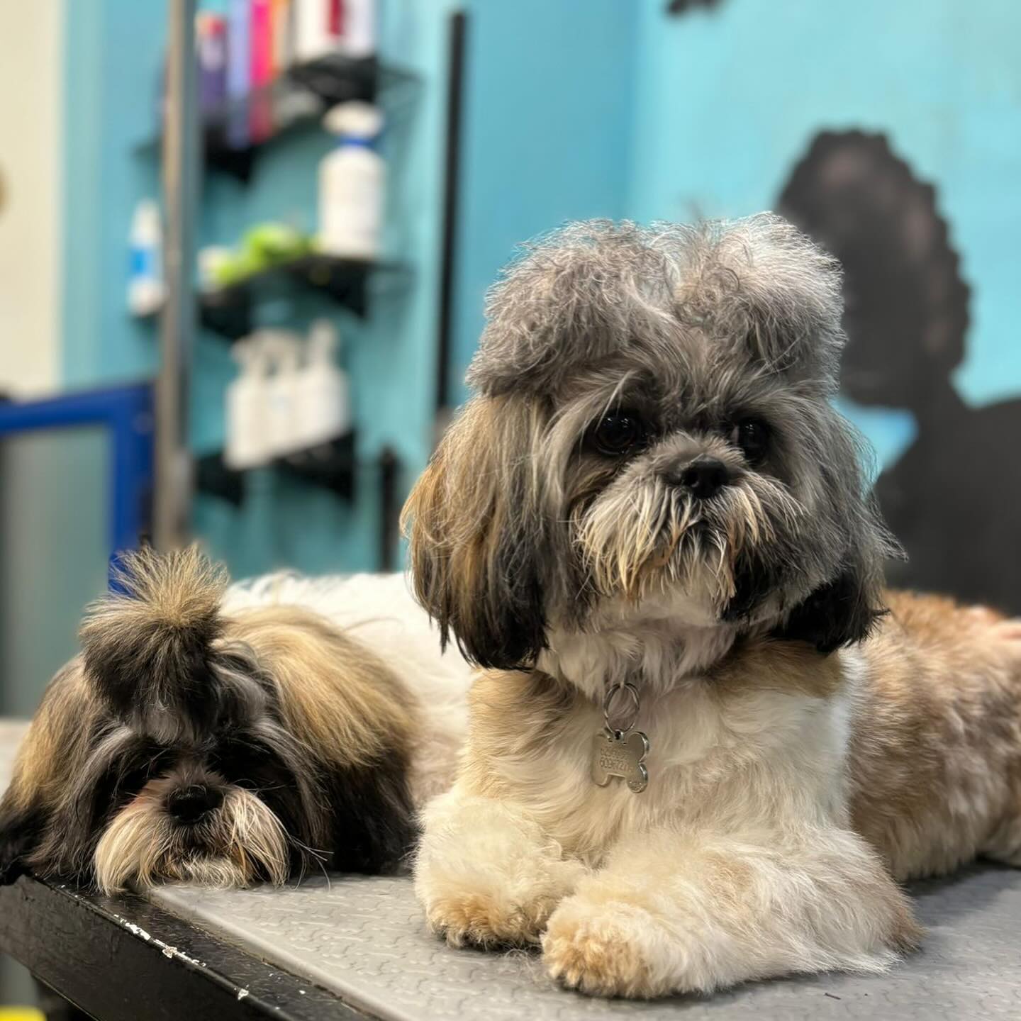 Peluquería Canina 25