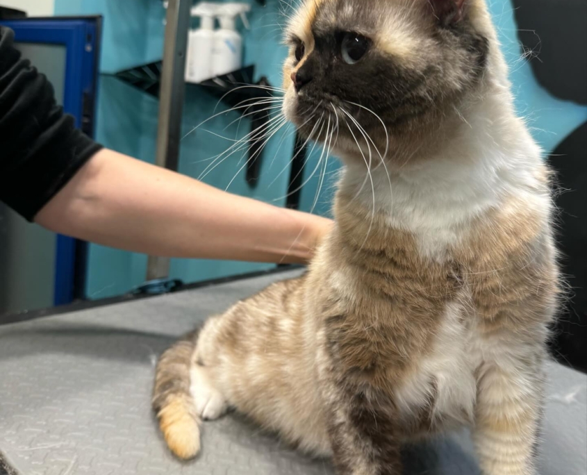 Peluquería Canina 36