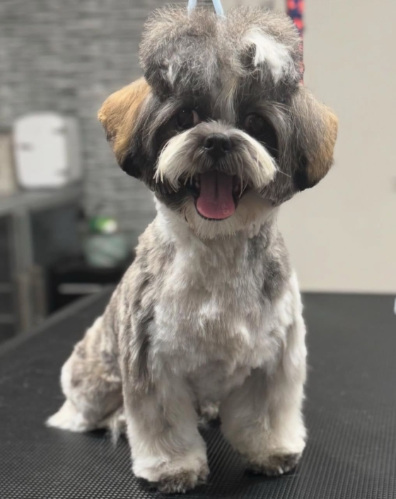 Shih Tzu04